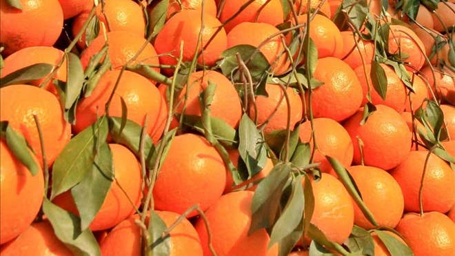 oranges brazilian.jpg